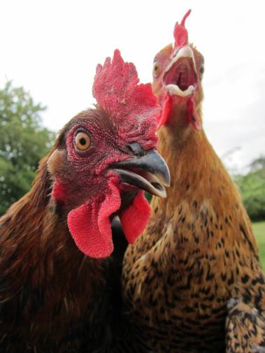 1149213_221856331301128_677751415_o