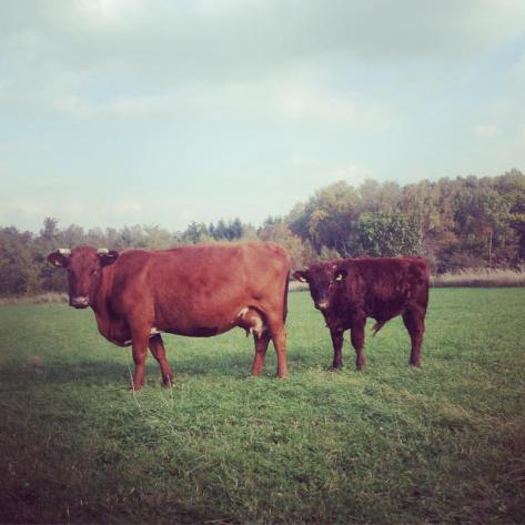 12087235_10205295047404191_6784997683387971052_o