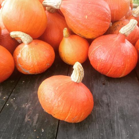 12095082_10205235324191148_753819791236317548_o