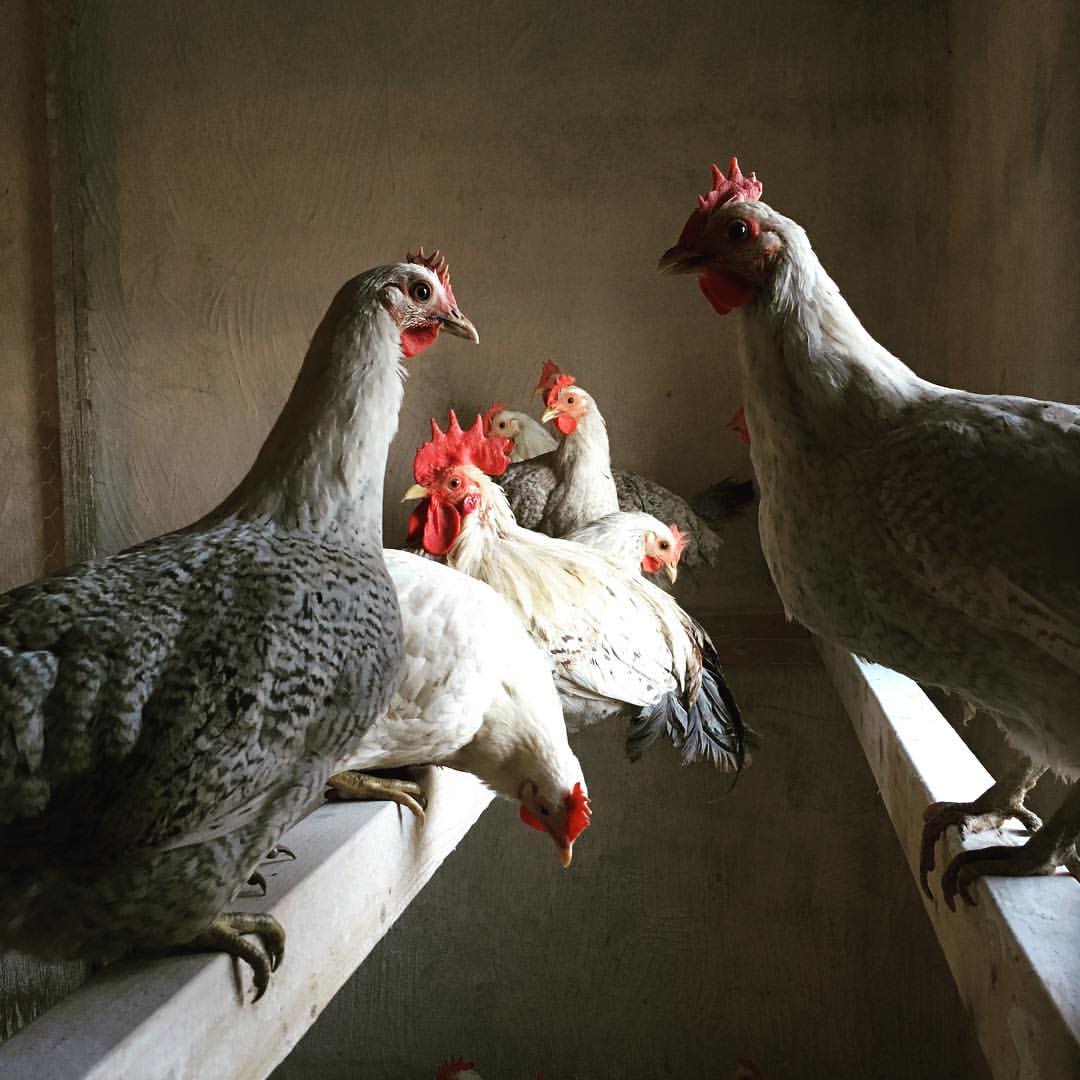 14566256_10207792999331428_4102124858120624322_o