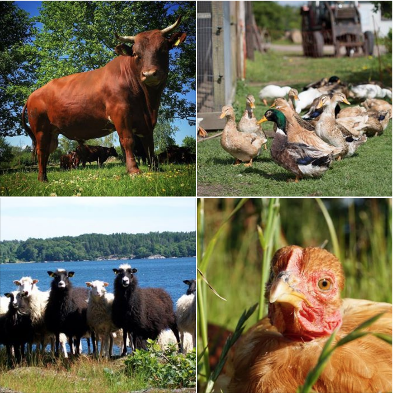 Skärmavbild 2017-07-31 kl. 08.41.03