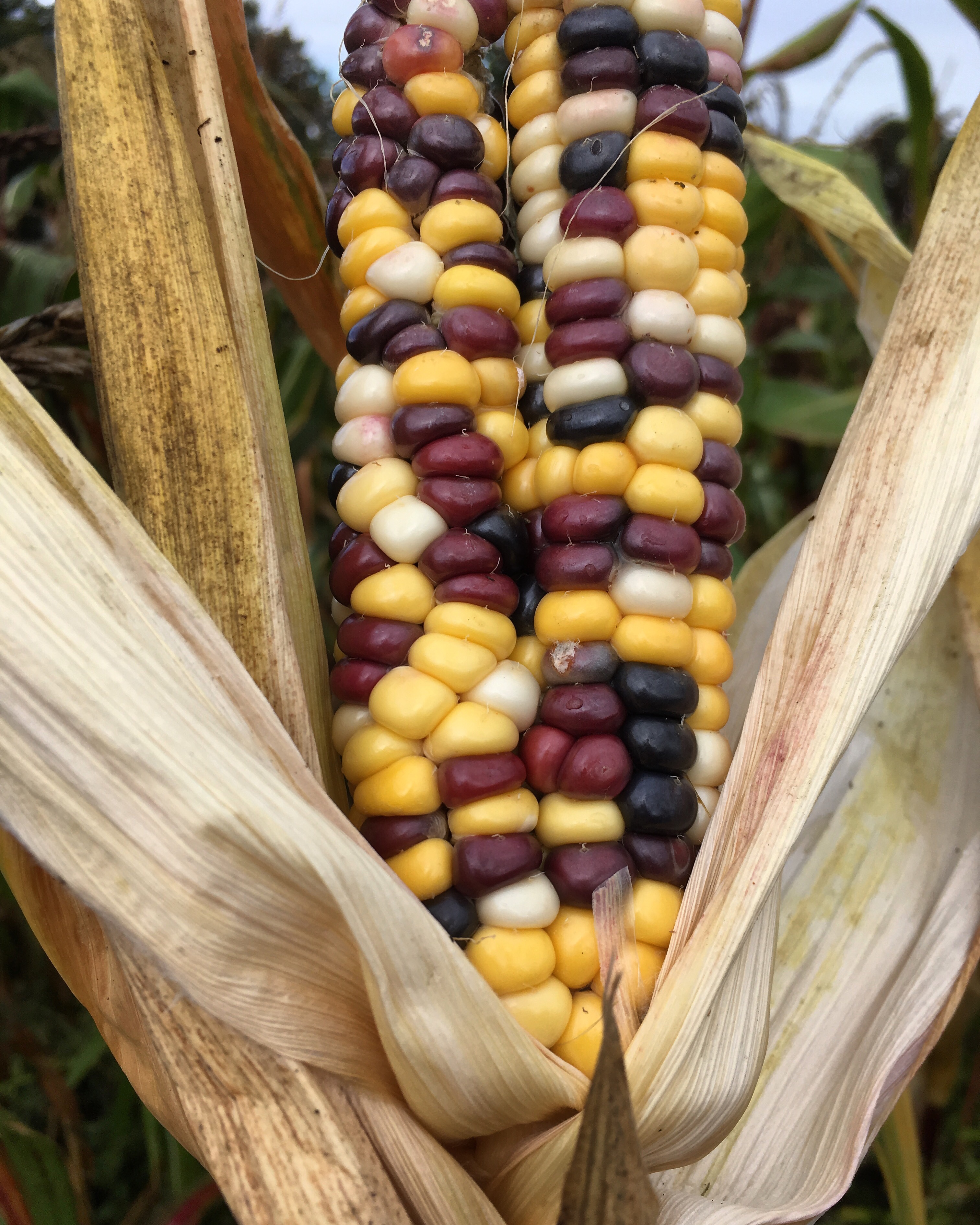 Corn on the cob – Bokeslundsgården