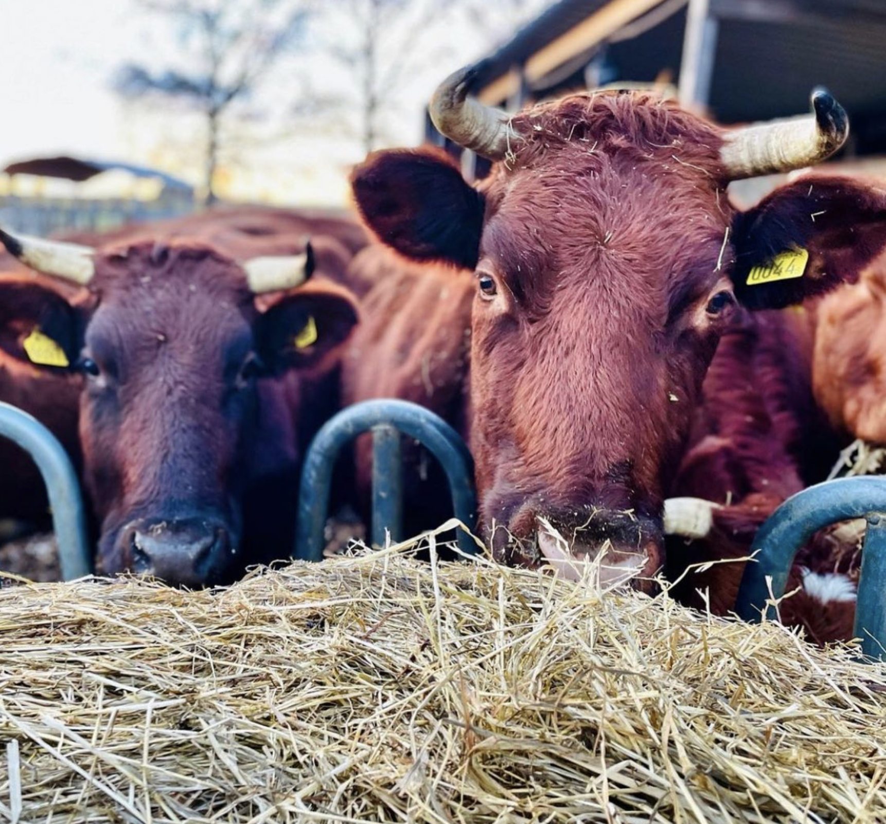 Skärmavbild 2021-05-20 kl. 20.19.49